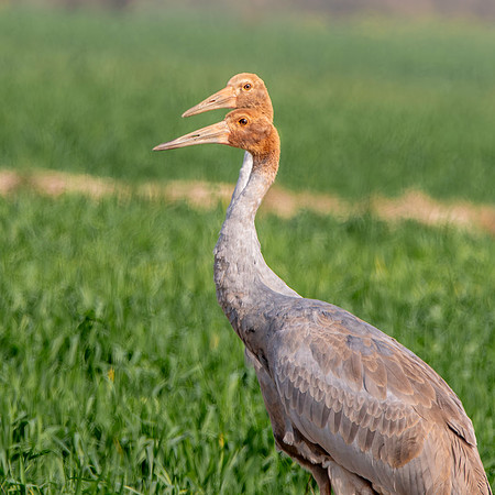 Sarus crane juveniles