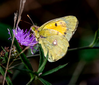 Clouded yellow