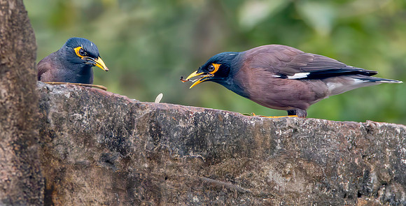 Jungle myna