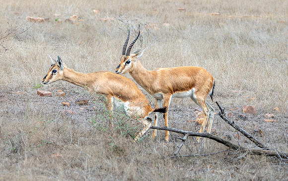 Chinkara / Indian gazelle