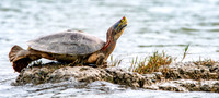 Red crowned roofed turtle