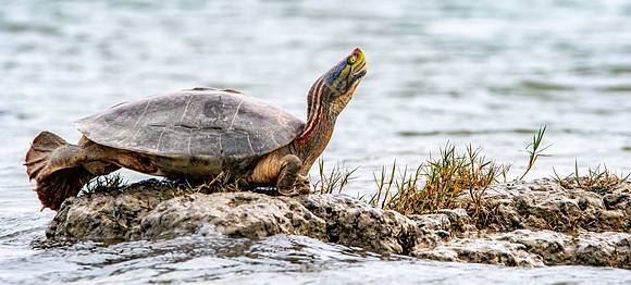 Red crowned roofed turtle