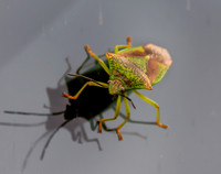 Hawthorn shield bug
