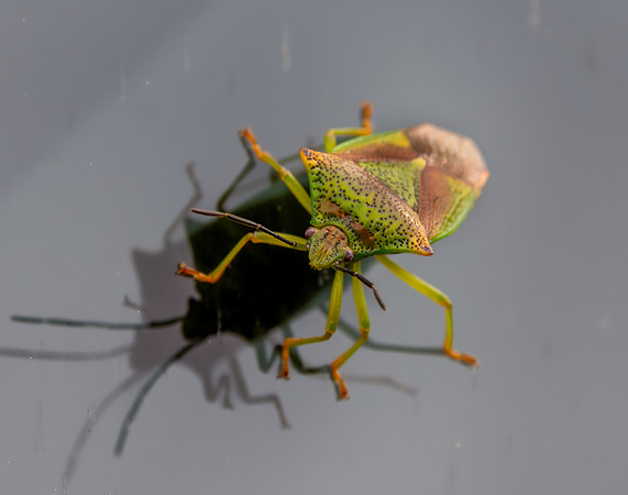 Hawthorn shield bug