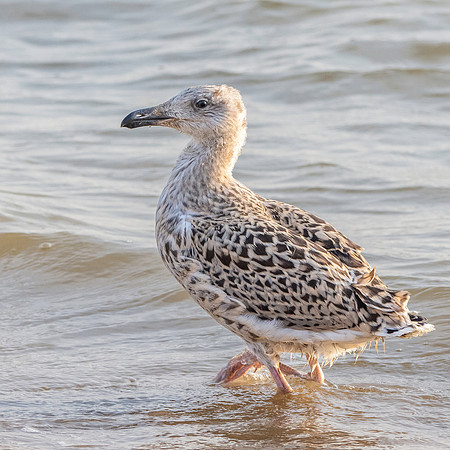 Great black backed gull, juvenile