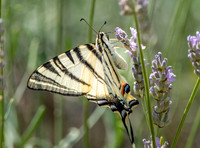 Scarce swallowtail