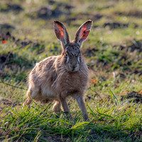 Brown hare