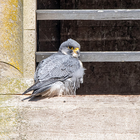 Peregrine falcon