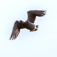 Dark bellied Brent goose