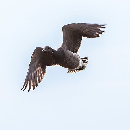 Dark bellied Brent goose