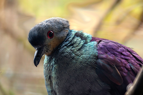 Crested quail dove