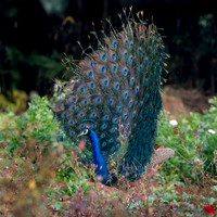 Indian peafowl
