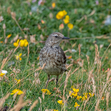 Rock pipit
