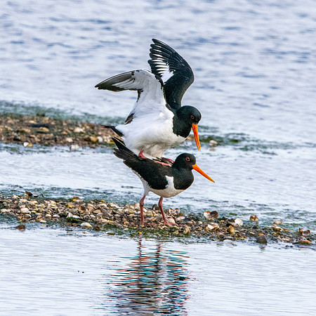 Oystercatcher