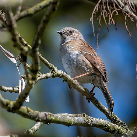 Dunnock / Hedge sparrow