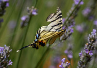 Scarce swallowtail
