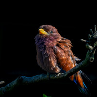 Broad billed roller
