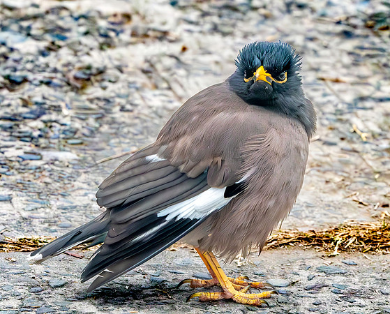 Jungle myna