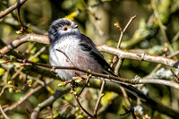 Long tailed tit