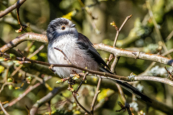 Long tailed tit
