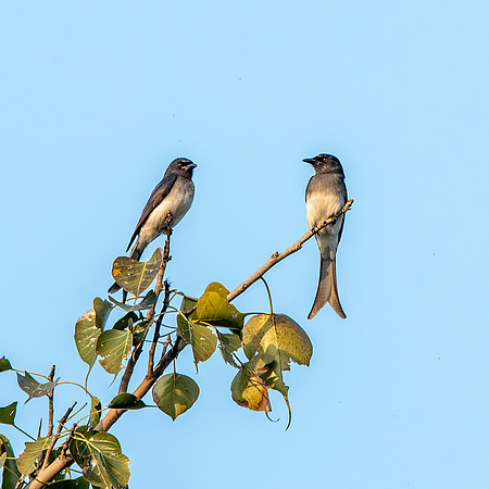 White bellied drongo