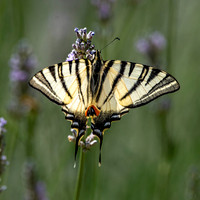 Scarce swallowtail