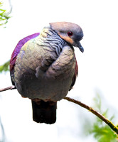 Crested quail dove