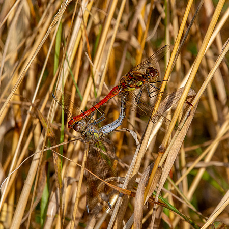 Common darter