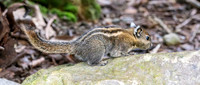 Swinhoe's squirrel