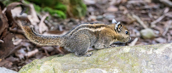 Swinhoe's squirrel