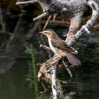 Pallas's grasshopper warbler