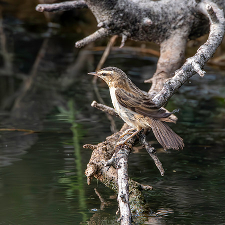 Pallas's grasshopper warbler