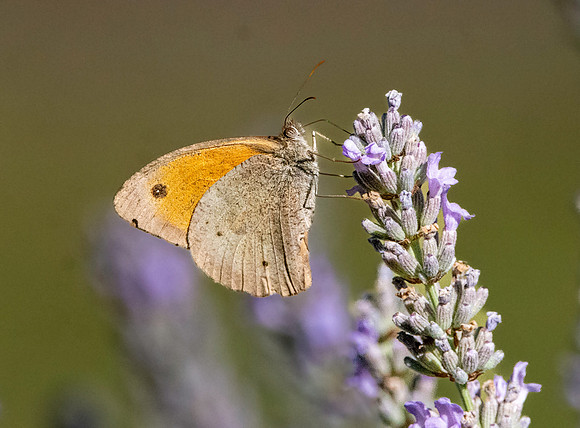 Meadow brown