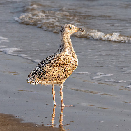 Great black backed gull, juvenile