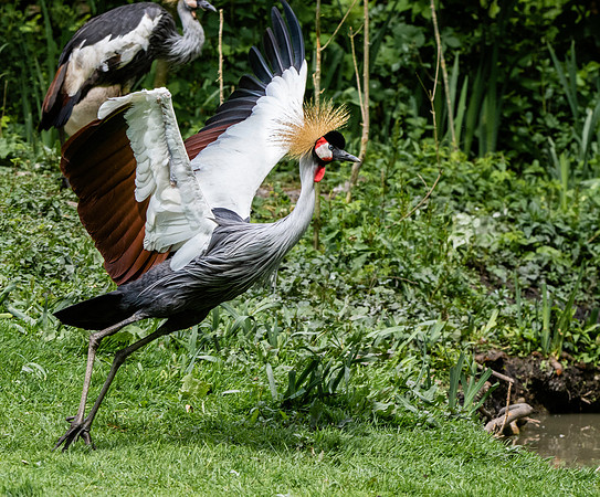 Grey crowned crane