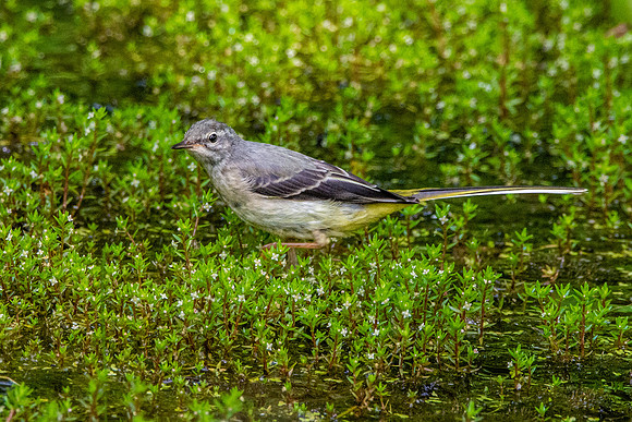 Grey wagtail