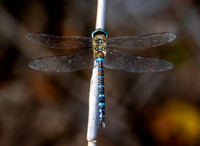Migrant hawker