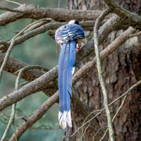 Red billed blue magpie
