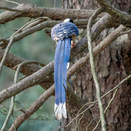 Red billed blue magpie