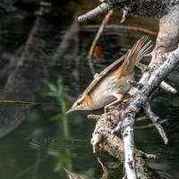 Pallas's grasshopper warbler