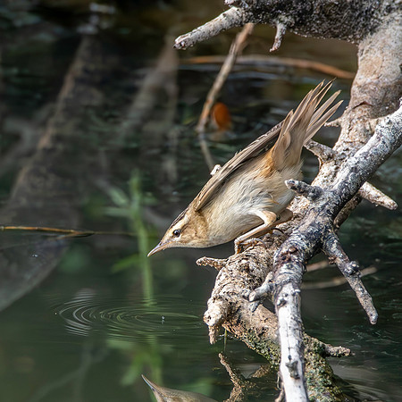 Pallas's grasshopper warbler