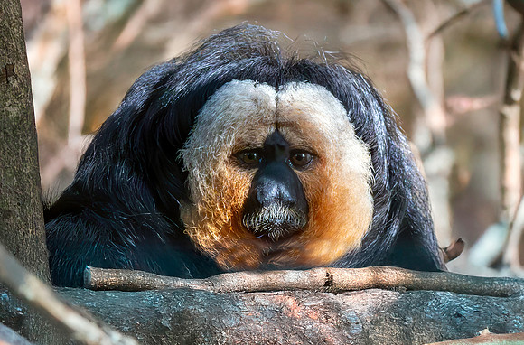 White faced saki monkey