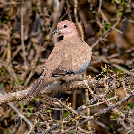 Laughing dove / Little brown dove