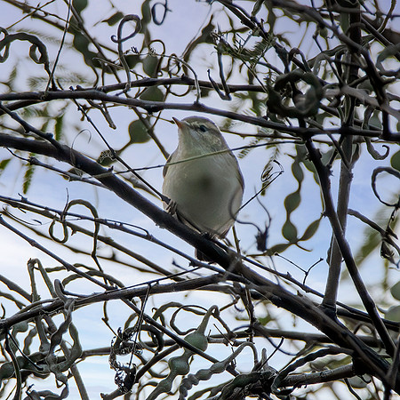 Booted warbler