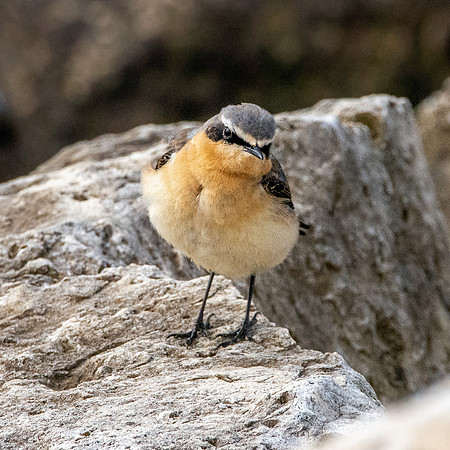 Northern Wheatear