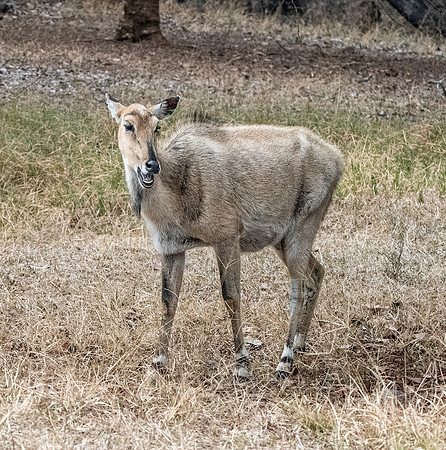 Nilgai / blue bull antelope, juvenile
