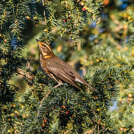Redwing