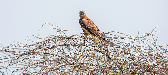 Greater spotted eagle