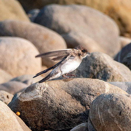 Pale martin