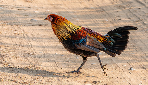 Red junglefowl